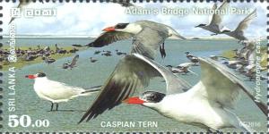 Colnect-3309-978-Caspian-Tern-Hydroprogne-caspia.jpg