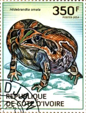 Colnect-3444-485-African-Ornate-Frog-Hildebrandtia-ornate.jpg