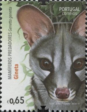 Colnect-3487-166-Small-spotted-genet-Genetta-genetta.jpg