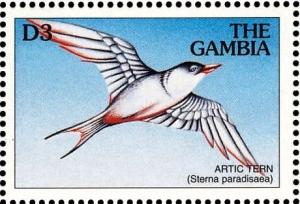 Colnect-3505-636-Arctic-Tern-Sterna-paradisaea.jpg