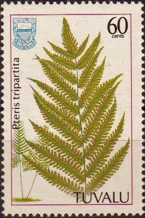 Colnect-3979-211-Pteris-tripartita.jpg