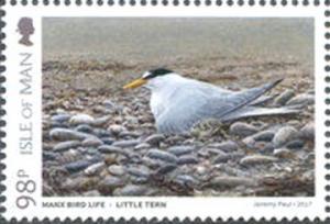 Colnect-4278-157-Little-Tern-Sternula-albifrons.jpg