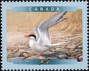 Colnect-570-140-Arctic-Tern-Sterna-paradisaea.jpg