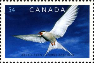 Colnect-766-405-Arctic-Tern-Sterna-paradisaea.jpg