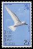 Colnect-1379-295-White-Tern-Gygis-alba.jpg