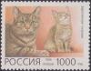 Colnect-1830-112-European-Shorthair-Felis-silvestris-catus.jpg