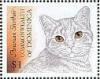 Colnect-3235-684-American-Shorthair-Felis-silvestris-catus.jpg