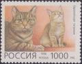 Colnect-1830-112-European-Shorthair-Felis-silvestris-catus.jpg