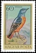 Colnect-893-986-Common-Rock-Thrush-Monticola-saxatilis.jpg