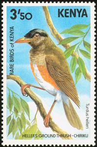 Colnect-2486-465-Taita-Thrush-Turdus-helleri.jpg