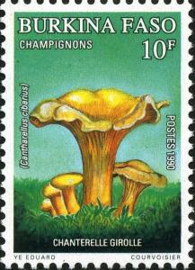 Colnect-2328-745-Cantharellus-cibarius.jpg