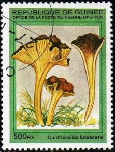 Colnect-2000-348-Cantharellus-lutescens.jpg