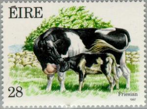 Colnect-128-877-Friesian-Cow-with-Calf-Bos-primigenius-taurus.jpg