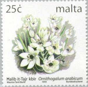 Colnect-131-374-Large-Star-of-Bethlehem---Ornithogalum-arabicum.jpg