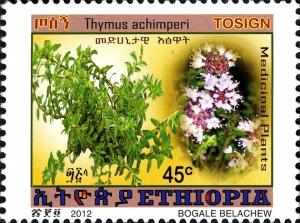 Colnect-1611-443-Thymus-achimperi.jpg