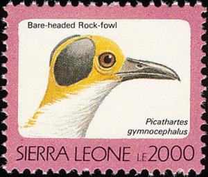 Colnect-1618-005-White-necked-Picathartes-Picathartes-gymnocephalus.jpg