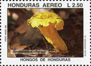 Colnect-3106-848-Cantharellus-cibarius.jpg