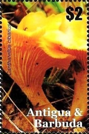 Colnect-3455-687-Cantharellus-cibarius.jpg