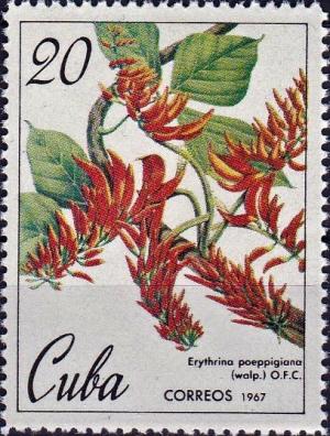 Colnect-4039-809-Erythrina-poeppigiana.jpg