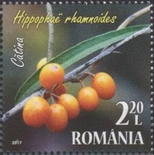 Colnect-4430-389-Common-sea-buckthorn-Hippopha-euml--rhamnoides.jpg