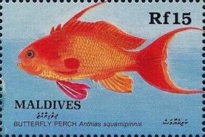 Colnect-5485-880-Lyretail-Anthias-Anthias-squamipinnis.jpg