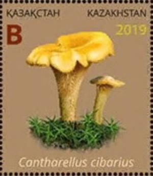 Colnect-6282-266-Cantharellus-cibarius.jpg