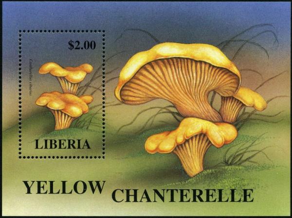 Colnect-3120-045-Cantharellus-cibarius.jpg