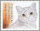 Colnect-3235-684-American-Shorthair-Felis-silvestris-catus.jpg