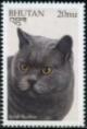 Colnect-3384-699-British-Shorthair-Felis-silvestris-catus.jpg