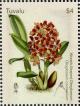 Colnect-6400-711-Wreath-Shaped-Otoglossum.jpg