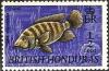 Colnect-1093-091-Mozambique-Tilapia-Tilapia-mossambica.jpg