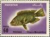 Colnect-1192-894-Mozambique-Tilapia-Tilapia-mossambica.jpg