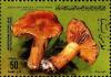 Colnect-2049-586-Cortinarius-subfulgens.jpg