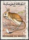 Colnect-2470-197-Lesser-Egyptian-Jerboa-Jaculus-jaculus.jpg