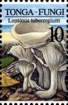 Colnect-3266-535-Lentinus-tuber-regium.jpg