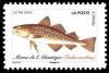 Colnect-5639-645-Atlantic-Cod-Gadus-morhua.jpg