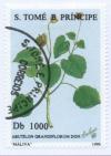 Colnect-938-323-Abutilon-grandiflorum.jpg