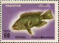 Colnect-1192-894-Mozambique-Tilapia-Tilapia-mossambica.jpg