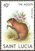 Colnect-2545-331-Agouti-Dasyprocta-aguti.jpg