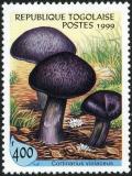 Colnect-3264-051-Cortinarius-violaceus.jpg