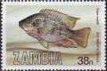 Colnect-4232-491-Redbreast-Tilapia-Tilapia-rendalli-.jpg