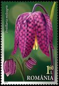 Colnect-6006-364-Fritillaria-meleagris.jpg