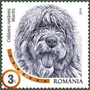 Colnect-5612-036-Mioritic-Romanian-Shepherd.jpg