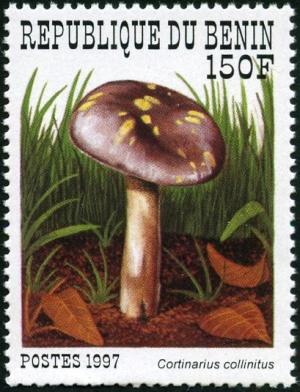 Colnect-1002-226-Cortinarius-collinitus.jpg