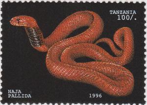 Colnect-1433-490-Red-Spitting-Cobra-Naja-pallida.jpg