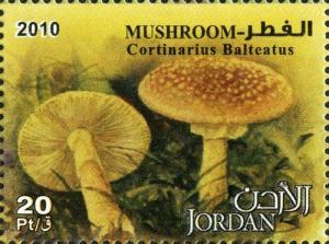 Colnect-1815-302-Cortinarius-Balteatus.jpg