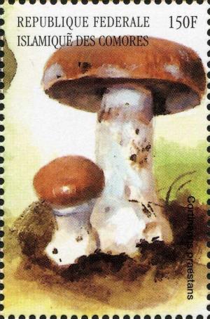 Colnect-3038-218-Cortinarius-praestans.jpg