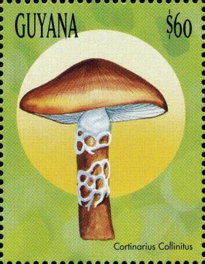 Colnect-3117-569-Cortinarius-collinitus.jpg