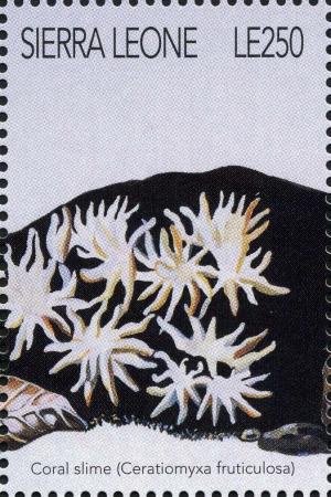 Colnect-3216-964-Ceratiomyxa-fruticulosa.jpg