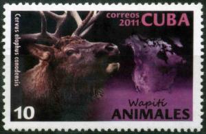 Colnect-4365-727-Alashan-Wapiti-Cervus-elaphus-canadensis.jpg